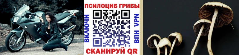 Псилоцибиновые грибы Psilocybe Рубцовск
